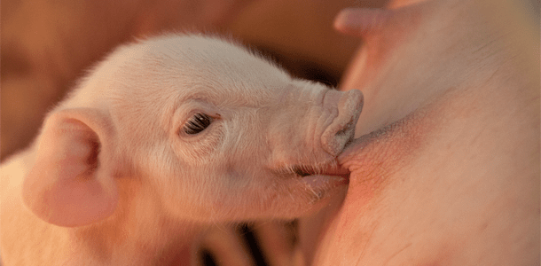 Piglet Weaning 